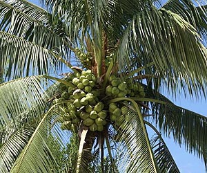 Coconut farmers face ruin after Philippine typhoon