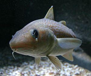 EU states agree to cut Baltic cod quotas
