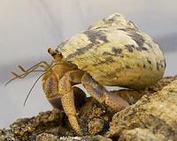 Warming temperatures can reduce marine diversity but increase freshwater species