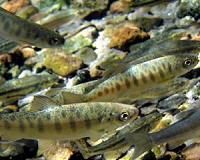 The West Coast is losing its biggest Chinook salmon