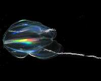The earliest animals were marine jellies