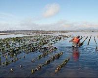 Future climate change may not adversely affect seafood quality
