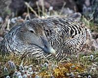 Arctic ducks combine nutrients from wintering and breeding grounds