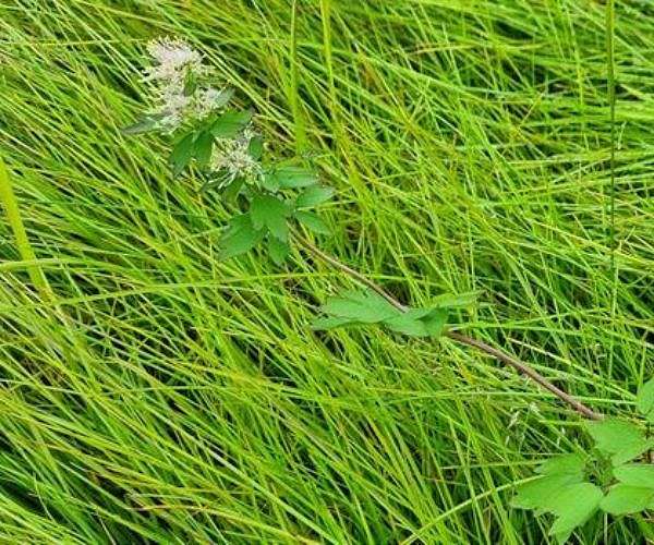 Study maps thousands of non native plants that could colonize Arctic