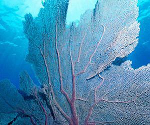 Cloud brightening to cool seas can protect coral reefs