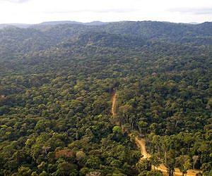 EU-funded study underlines importance of Congo Basin for global climate and biodiversity