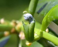 Conifer study illustrates twists of evolution
