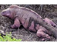 Galapagos volcano calms, pink iguanas out of danger