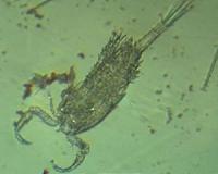 Rising water temperatures and acidification affect important plankton organism