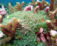 Coral Death Results From Bacteria Fed By Algae