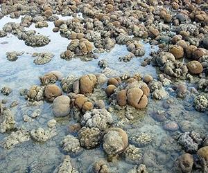 Oceans in distress foreshadow mass extinction