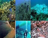 First Map Of Threats To Marine Ecosystems Shows All The World's Oceans Are Affected