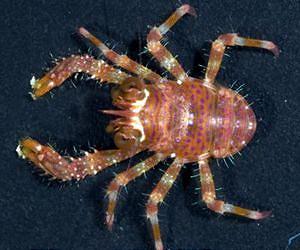 Fossil record shows crustaceans vulnerable as modern coral reefs decline