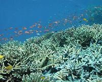 Study reveals the importance of grazers for coral reefs