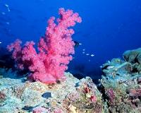 Greenhouse gases' millennia-long ocean legacy