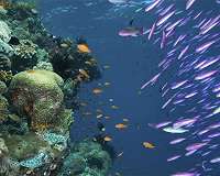 Climate change worsens effects of nutrient pollution on marine ecosystems