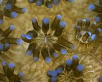 Predatory sea corals team up to feed on stinging jellyfish