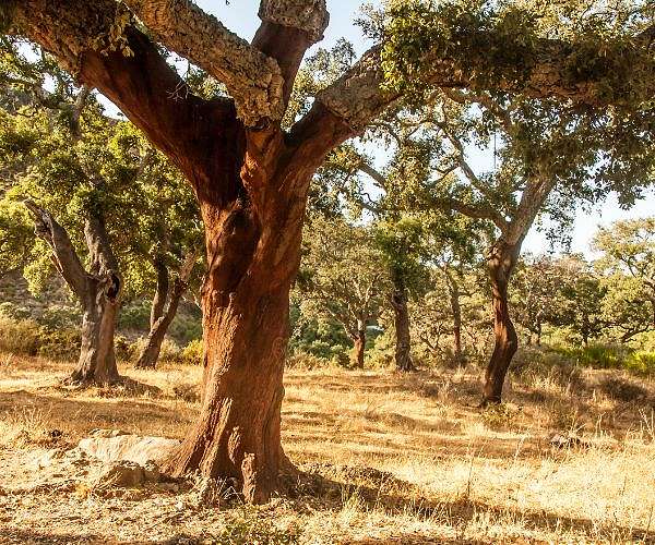 How forest density affects tree movement and resilience