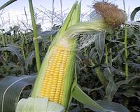 U.S. corn yields are increasingly vulnerable to hot, dry weather
