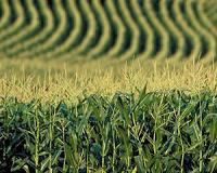 Sustainability challenged as many renewable resources max out