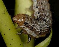Transgenic crops: Multiple toxins not a panacea for pest control