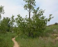Scientists engineer faster-growing trees ideal for biofuel