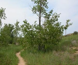 A Study Analyzes The Movement Of Tree Sap