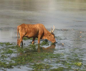 Seaweed As Biofuel? Metabolic Engineering Makes It A Viable Option