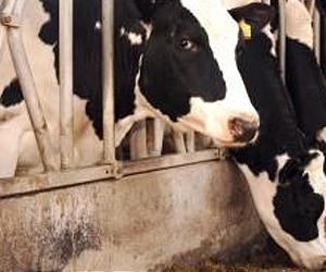 Evidence supports ban on growth promotion use of antibiotics in farming