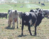 Japanese Researchers Extract Vanilla From Cow Dung