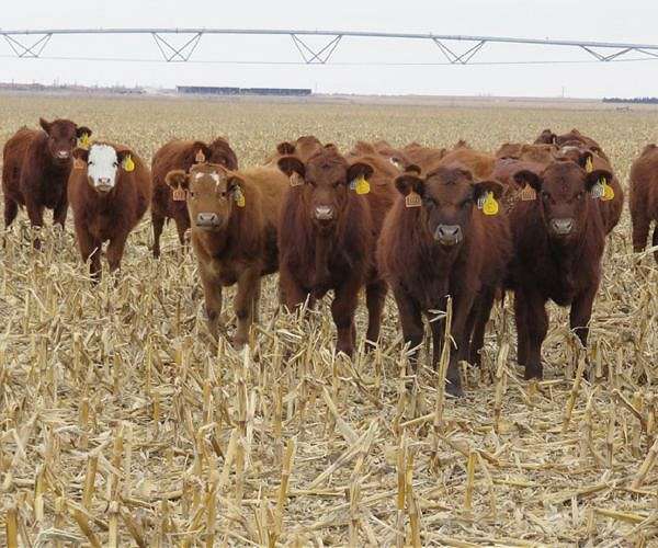 Ranchers fear for livestock as Canada wildfires rage