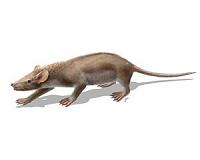 Warm-bloodedness emerged 20 million years earlier than previously thought
