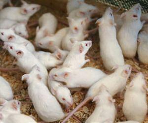 Mice crew of the Russian space satellite having troubles