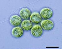 Key part of human gene activation revealed by new study