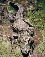 French Farm Offers Hope For Endangered Asian Crocs