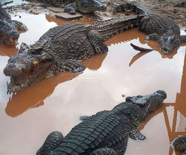 Residents warned 'crocs everywhere' after north Australia floods