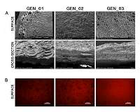 New gelatin devices that imitate the activity of the body in bone regeneration