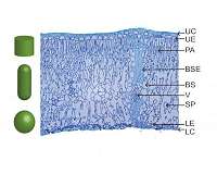 Researchers develop equation that helps to explain plant growth