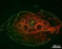 Microplastics in the ocean: biologists study effects on marine animals