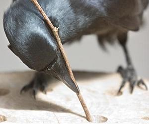 Study: Crows can recognize human voices
