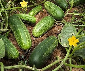 Where The Wild Veggies Are