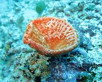 Evolution: In the beginning there was the sponge