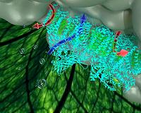 Energy hijacking pathway found within photosynthesis