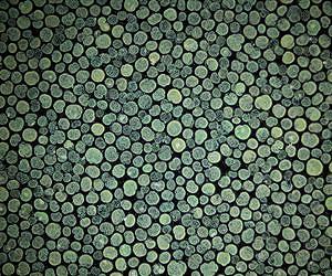 Engineered microbes grow in the dark