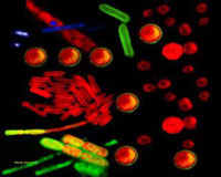 We Are All Microbes - Part Two