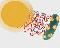 Cyborg bacteria outperform plants when turning sunlight into useful compounds