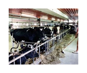 U.S. officials warn of raw milk dangers