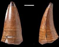 Huge tooth fossil shows marine predator had plenty to chew on
