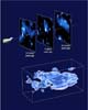First 3D Map Of The Universe's Dark Matter Scaffolding