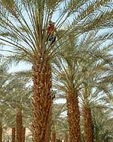 Sapling Thrives From 2,000-Year-Old Seed